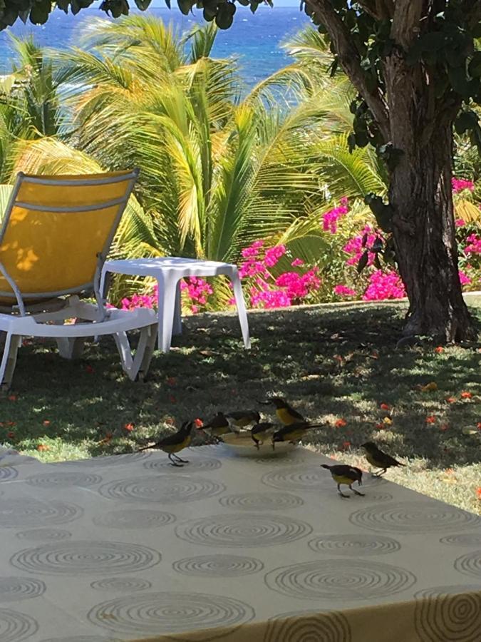 Villa Guadeloupe Saint Francois Acces Mer Piscine Iguana Bay - Villa Zagadi Екстериор снимка
